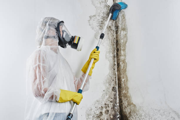 Best Attic Mold Removal  in Blissfield, MI