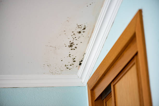 Best Emergency Mold Removal  in Blissfield, MI