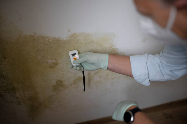 Best Black Mold Removal  in Blissfield, MI