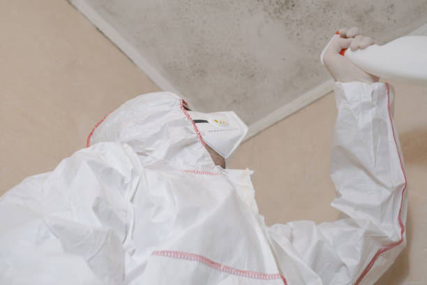 Best Toxic Mold Removal  in Blissfield, MI