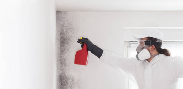 Best Mold Cleaning Services  in Blissfield, MI