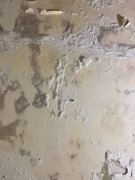 Best Mold Inspection  in Blissfield, MI