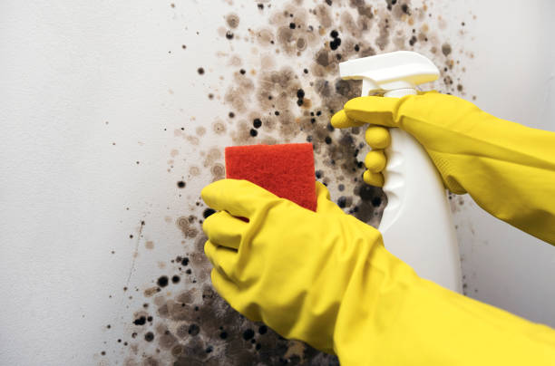 Best Same-Day Mold Removal  in Blissfield, MI