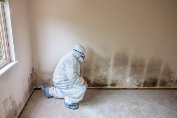 Best Crawl Space Mold Removal  in Blissfield, MI