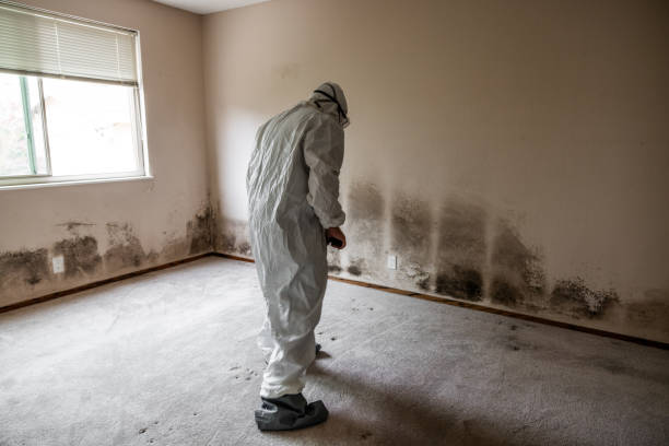 Best Home Mold Removal  in Blissfield, MI