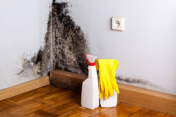 Best Office Mold Removal Services  in Blissfield, MI