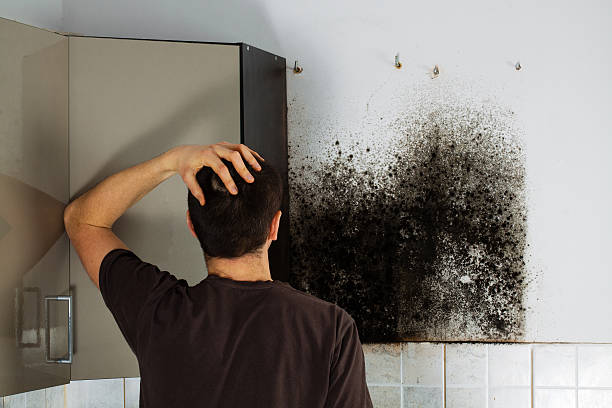 Best Local Mold Removal Service  in Blissfield, MI